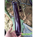 Organic seeds online catalogue hybrid brinjal eggplant seeds sale